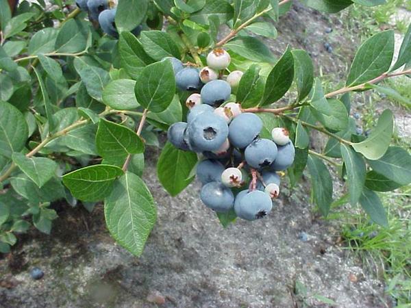 southern highbush